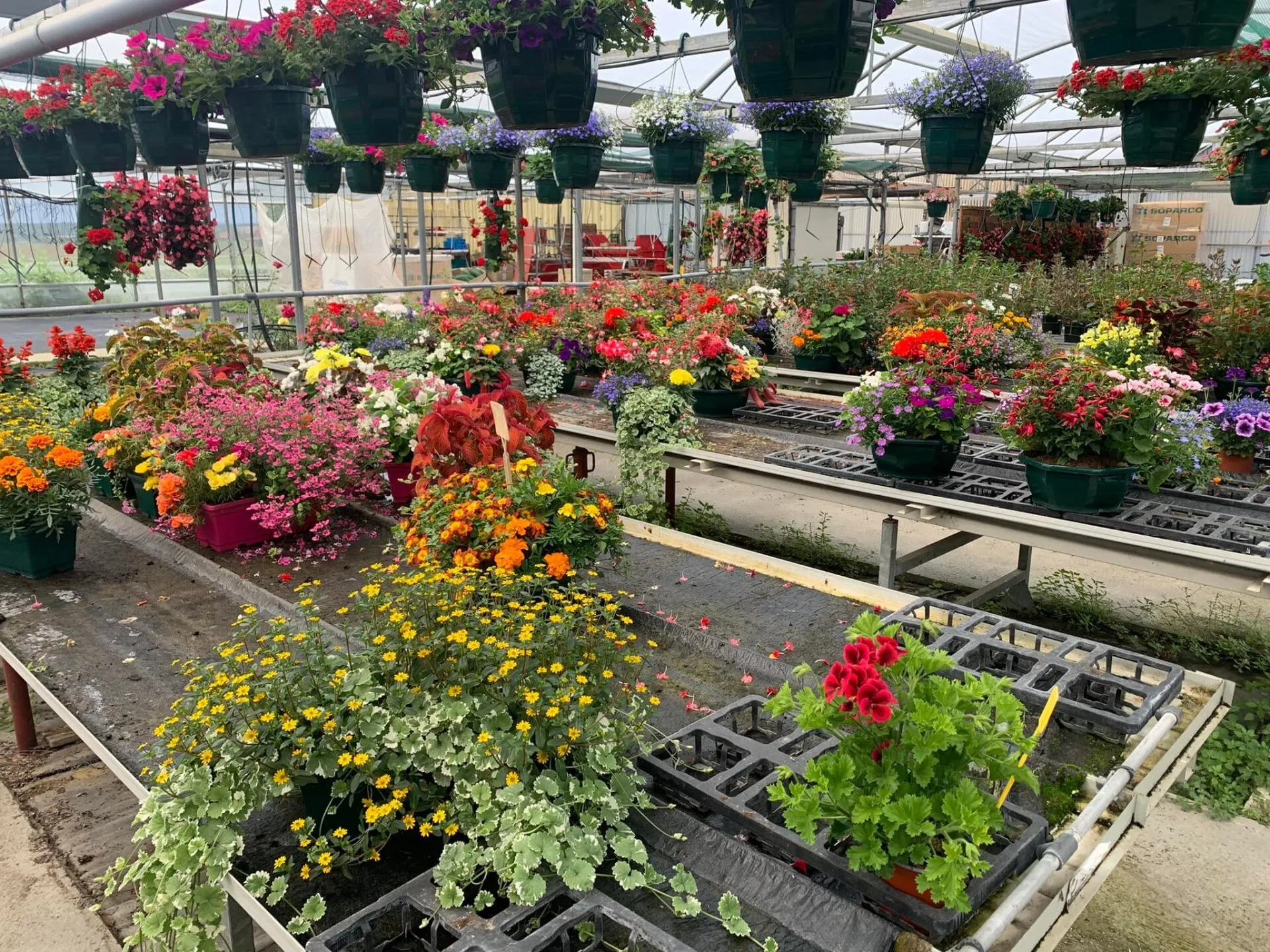 Horticulteur, Fleuriste Saint-Jory Cornebarrieu 