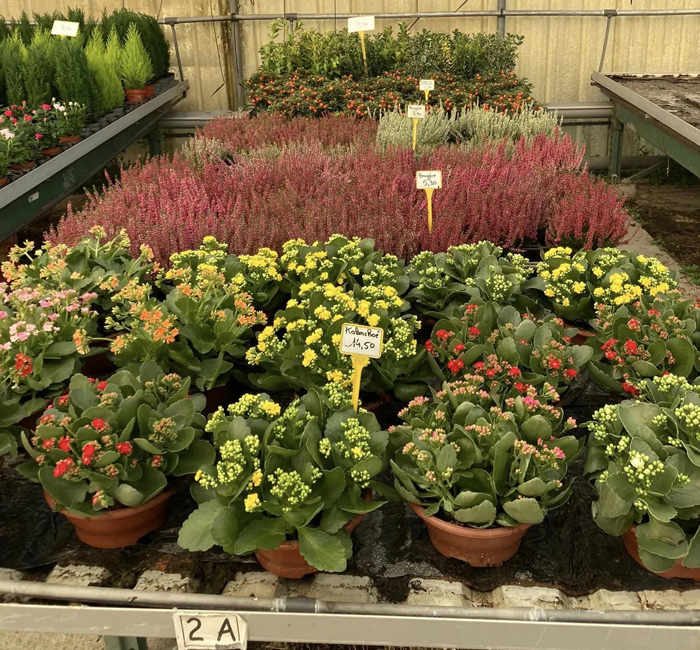 Horticulteur fleuriste l'Isle-Jourdain 