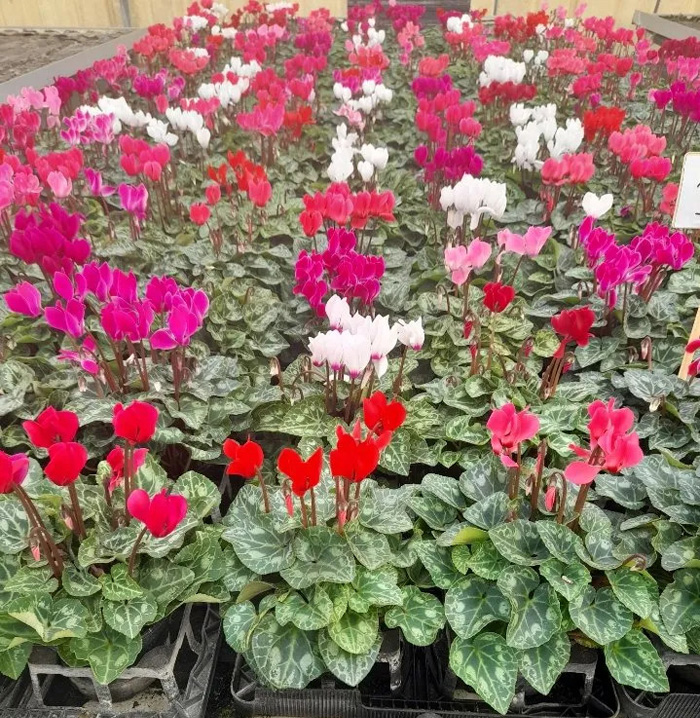 vente plants de fleurs, plants de légumes, terreau l'Isle-Jourdain 