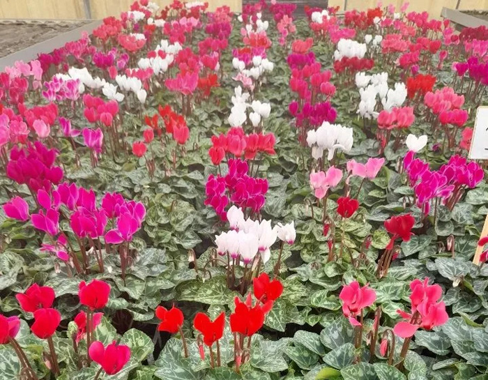 Vente plants de légumes Saint-Jory, Cornebarrieu Verdun-sur-Garonne